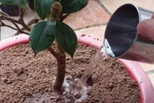 茶花叶子发黄干枯怎么解决，可能是缺少水分所导致