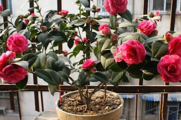 茶花叶子发黄干枯怎么解决，可能是缺少水分所导致