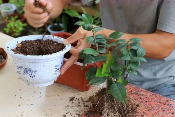 茶花叶子发黄干枯怎么解决，可能是缺少水分所导致