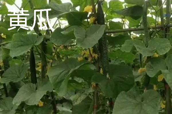 哪些作物适合在春分种植，可栽培黄瓜、西红柿、生菜等品种