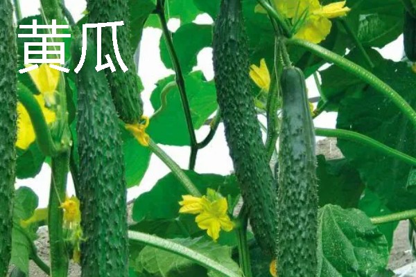 哪些作物适合在春分种植，可栽培黄瓜、西红柿、生菜等品种