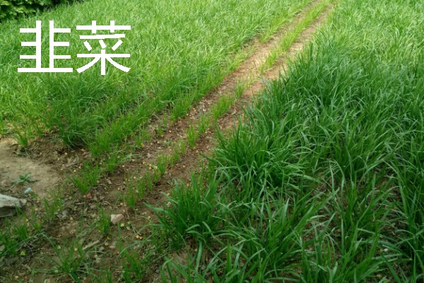 哪些作物适合在春分种植，可栽培黄瓜、西红柿、生菜等品种