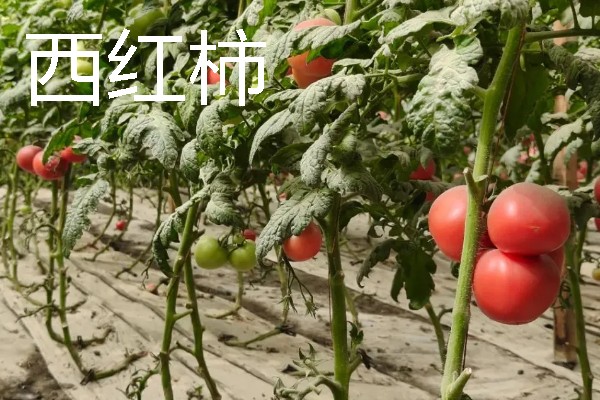 哪些作物适合在春分种植，可栽培黄瓜、西红柿、生菜等品种