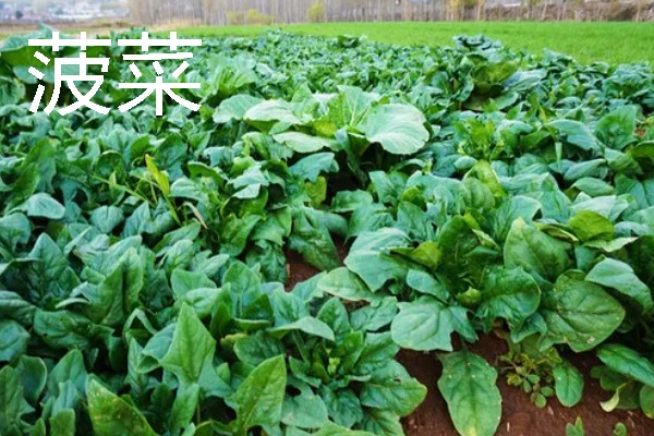哪些作物适合在春分种植，可栽培黄瓜、西红柿、生菜等品种