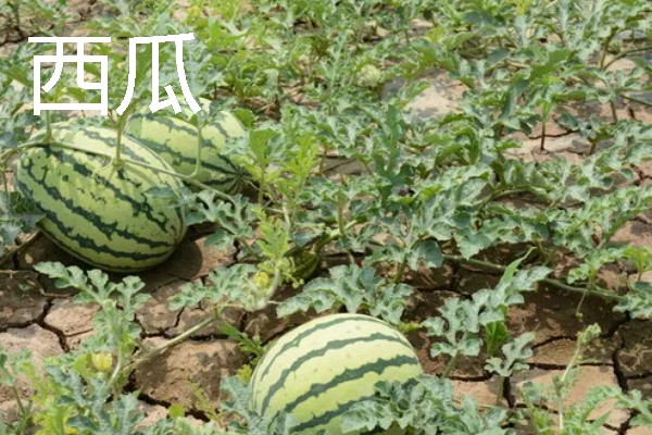 哪些作物适合在春分种植，可栽培黄瓜、西红柿、生菜等品种