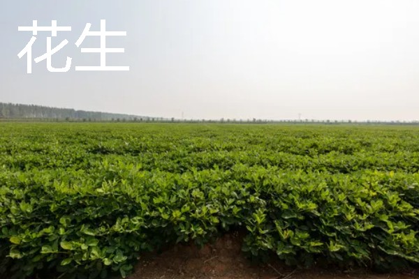 哪些作物适合在春分种植，可栽培黄瓜、西红柿、生菜等品种