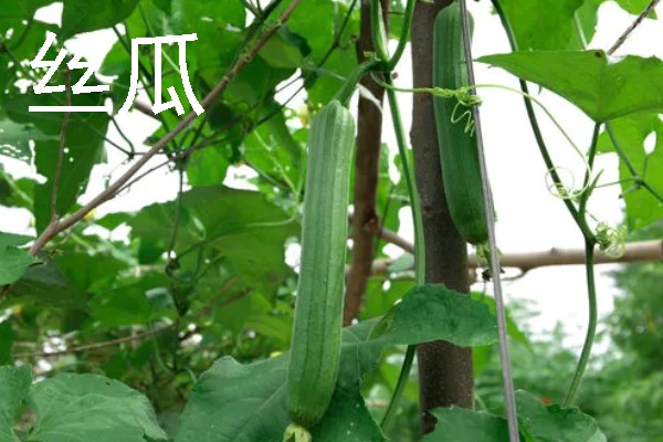 哪些作物适合在春分种植，可栽培黄瓜、西红柿、生菜等品种