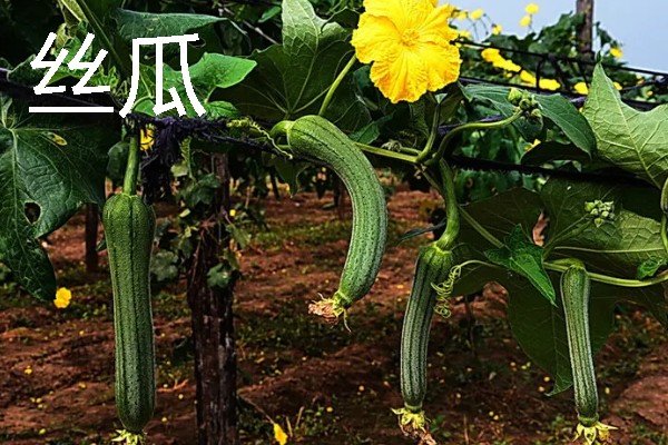 哪些作物适合在春分种植，可栽培黄瓜、西红柿、生菜等品种
