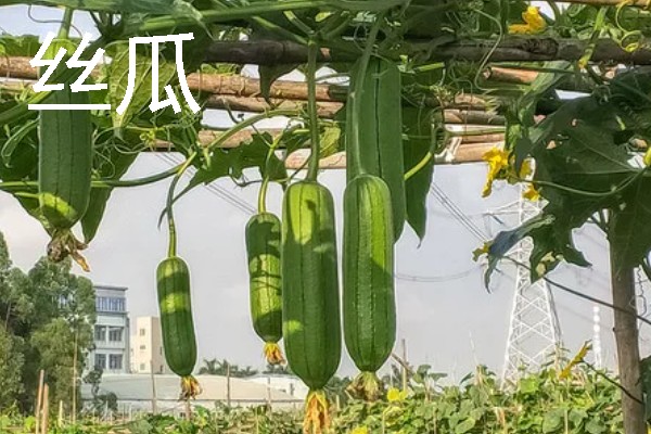 哪些作物适合在春分种植，可栽培黄瓜、西红柿、生菜等品种