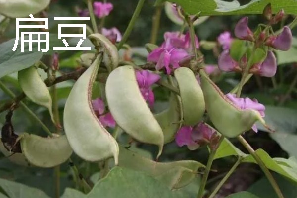 哪些作物适合在春分种植，可栽培黄瓜、西红柿、生菜等品种