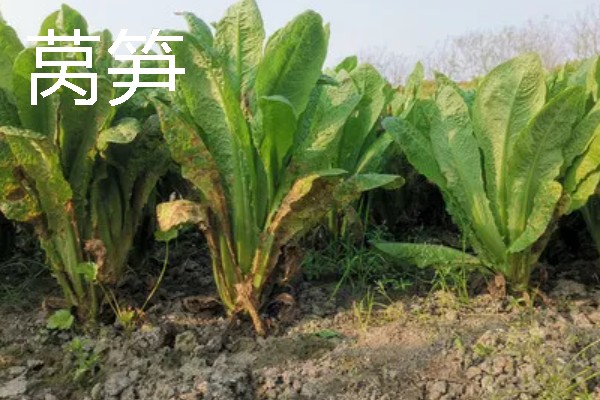哪些作物适合在春分种植，可栽培黄瓜、西红柿、生菜等品种