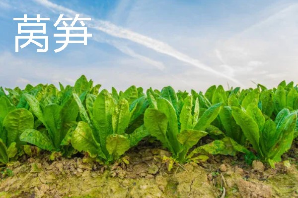 哪些作物适合在春分种植，可栽培黄瓜、西红柿、生菜等品种