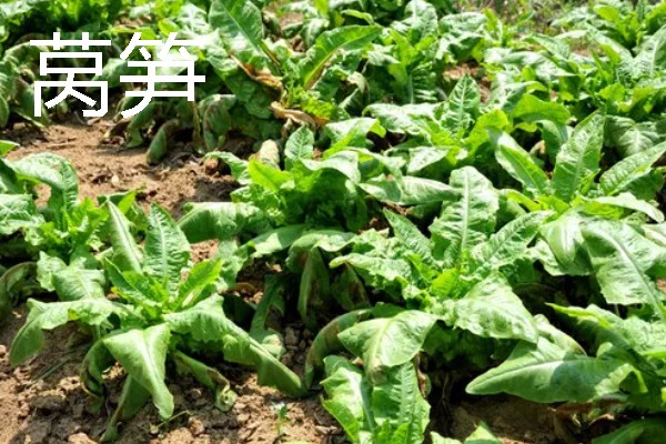哪些作物适合在春分种植，可栽培黄瓜、西红柿、生菜等品种