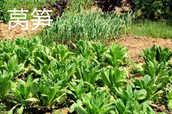 哪些作物适合在春分种植，可栽培黄瓜、西红柿、生菜等品种