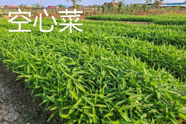 哪些作物适合在春分种植，可栽培黄瓜、西红柿、生菜等品种