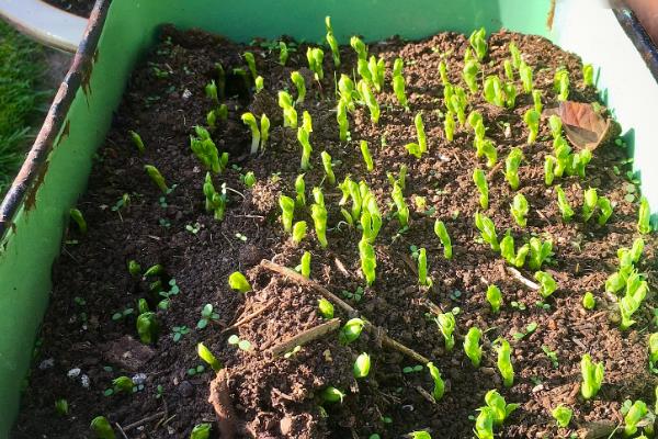 小葱的播种时间，春季在3-4月份播种