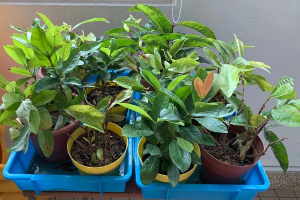 龙船花的养殖方法，喜欢比较湿润的生长环境