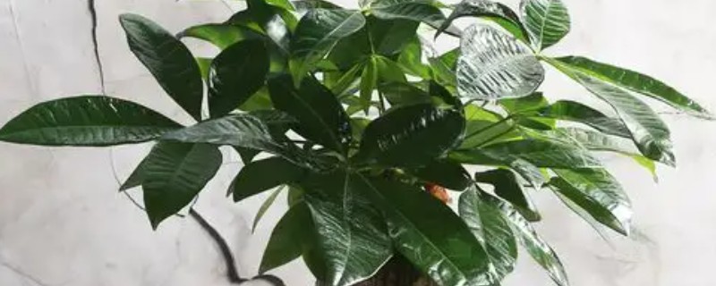 发财树的施肥方式，生长期间每隔半个月追施一次