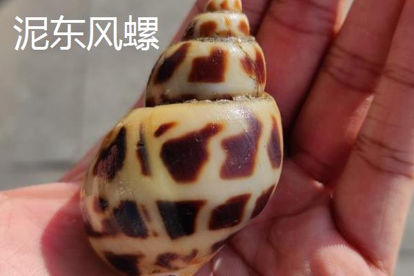 花螺简介，是常见的食用型螺类