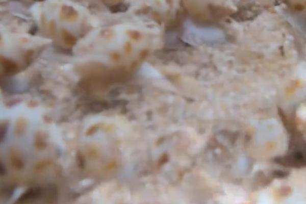 花螺简介，是常见的食用型螺类