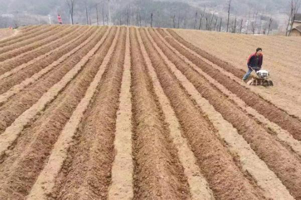 香瓜栽前的注意事项，酸碱度pH为7.0左右为宜