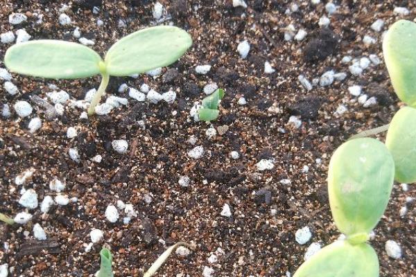 香瓜栽前的注意事项，酸碱度pH为7.0左右为宜