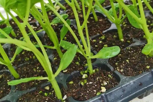 香瓜栽前的注意事项，酸碱度pH为7.0左右为宜