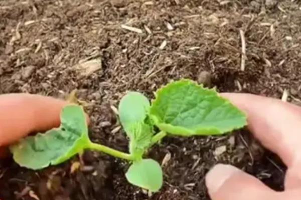 香瓜栽前的注意事项，酸碱度pH为7.0左右为宜