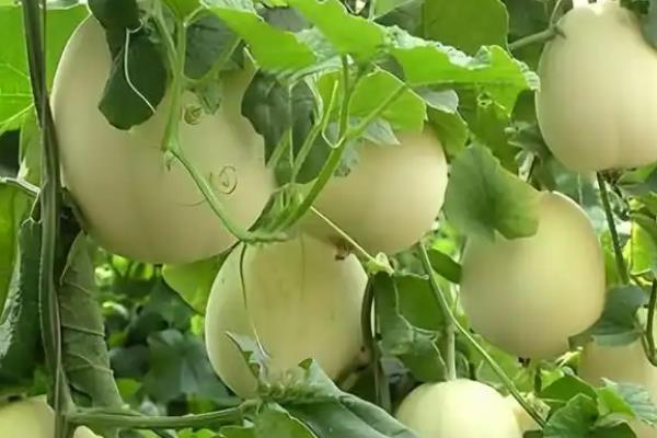 香瓜栽前的注意事项，酸碱度pH为7.0左右为宜