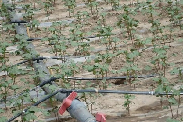 蔬菜大棚夏季如何遮阳，可以使用遮阳网