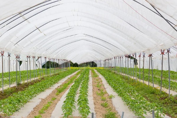 蔬菜大棚夏季如何遮阳，可以使用遮阳网