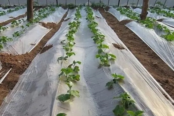 蔬菜大棚夏季如何遮阳，可以使用遮阳网