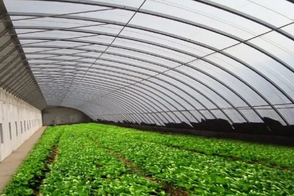 蔬菜大棚夏季如何遮阳，可以使用遮阳网