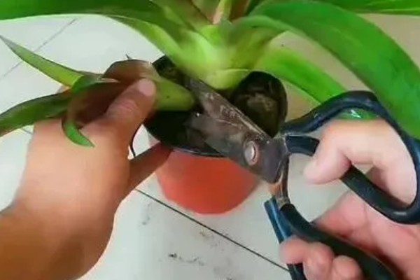 为什么鸿运当头不红了，可能是温度不适所致