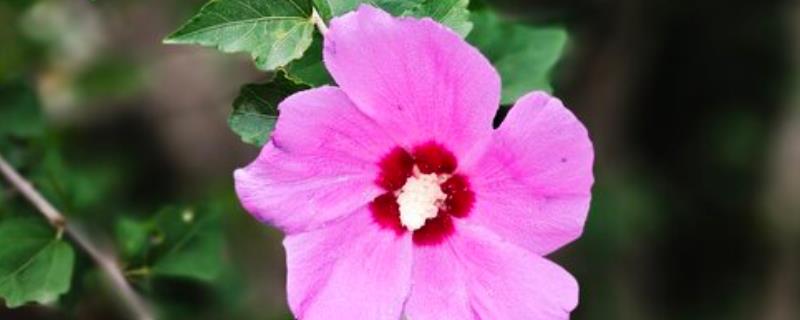 木槿花扦插后多久可以开花，40-50天后即可开花