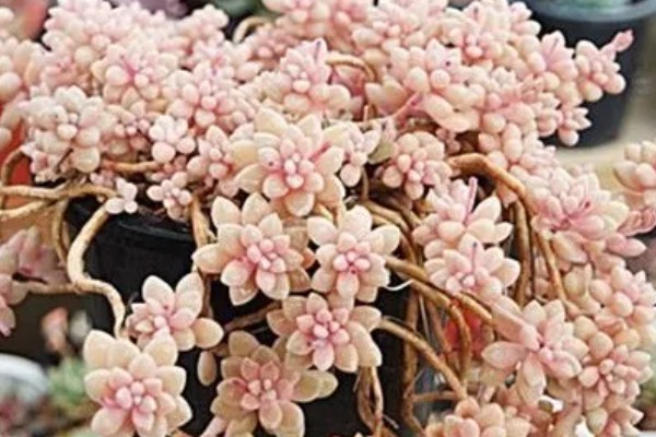 冬天怎么养姬秋丽，温度低于5℃时要严格控制浇水