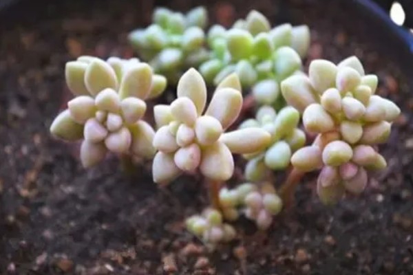 冬天怎么养姬秋丽，温度低于5℃时要严格控制浇水