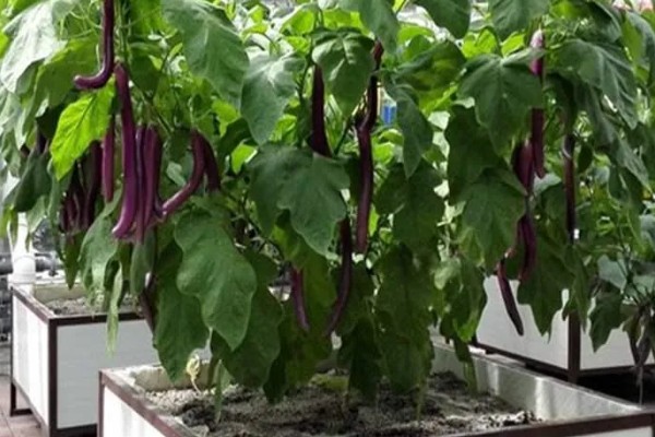 阳台上种茄子如何浇水，一次不可以浇太多