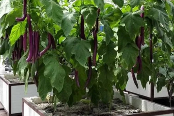 阳台上种茄子如何浇水，一次不可以浇太多