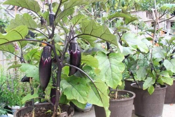 阳台上种茄子如何浇水，一次不可以浇太多