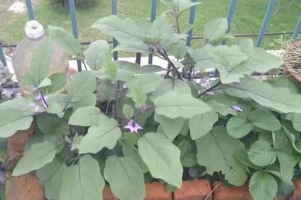 阳台上种茄子如何浇水，一次不可以浇太多