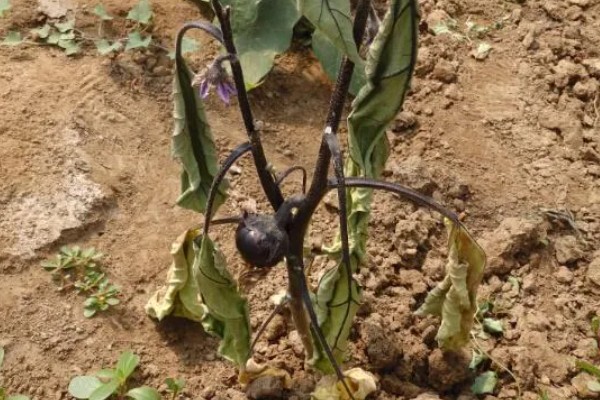 阳台上种茄子如何浇水，一次不可以浇太多