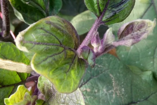 阳台上种茄子如何浇水，一次不可以浇太多