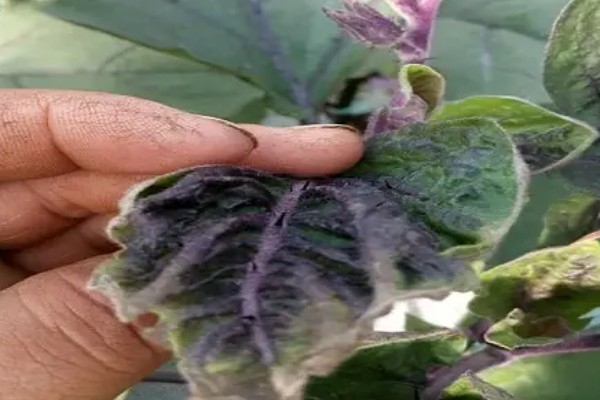 阳台上种茄子如何浇水，一次不可以浇太多