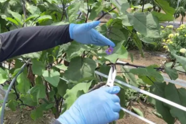 阳台上种茄子如何浇水，一次不可以浇太多