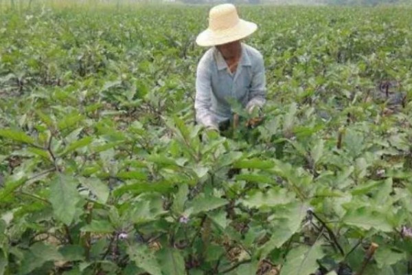 阳台上种茄子如何浇水，一次不可以浇太多