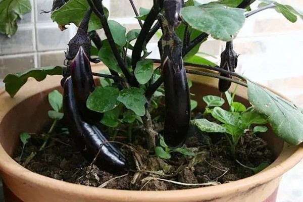 阳台上种茄子如何浇水，一次不可以浇太多