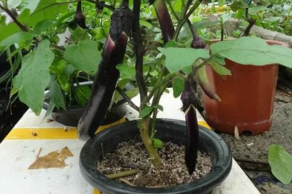 阳台上种茄子如何浇水，一次不可以浇太多