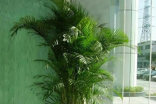 凤尾竹有毒吗，凤尾竹没有毒