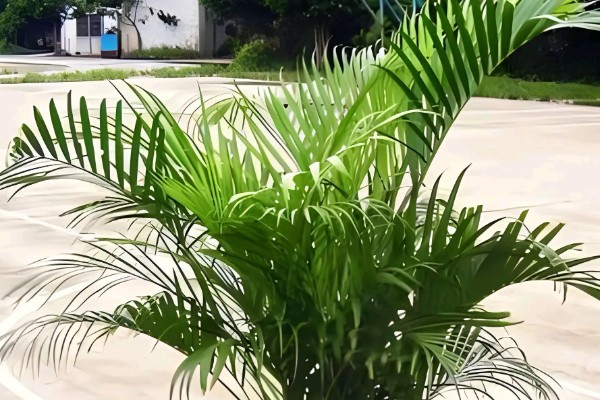 凤尾竹有毒吗，凤尾竹没有毒